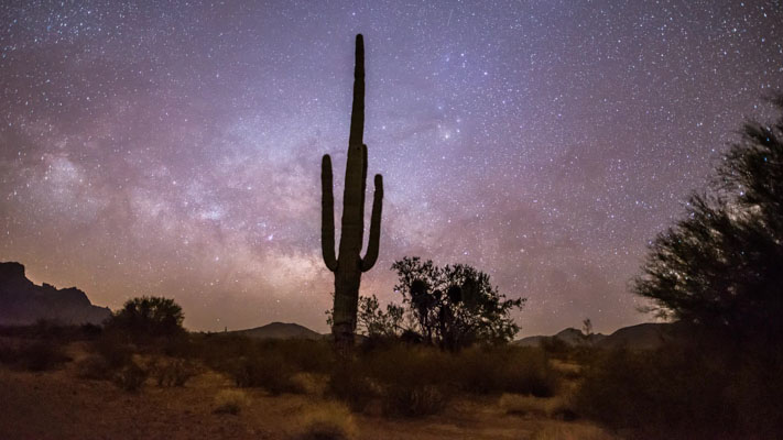 Arizona - Kofa NWR - Cactus