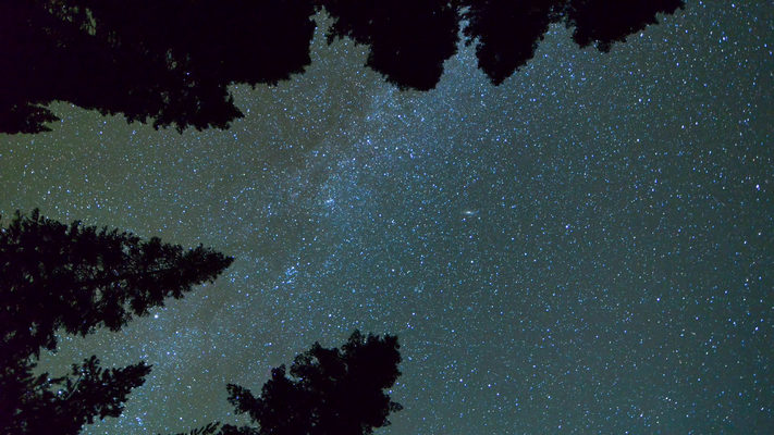 California - Moon Sets on Treetops - Lassen National Forest
