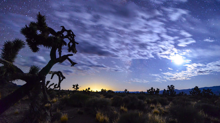 Nevada - Joshua Tree, Setting Moon -  Lights of Vegas Timelapse